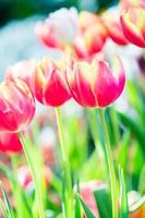 tulipe au printemps avec mise au point douce, tulipe printanière floue non focalisée, arrière-plan fleur bokeh, arrière-plan fleur pastel et doux. photo