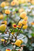 plante de cresson à fleurs fraîches, spilanthes oleracea, mise au point douce, spilanthes floues non focalisées photo