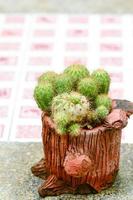 cactus en pot sur fond de lumière naturelle. photo
