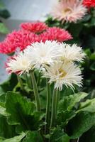 marguerite gerbera blanche et rose. plante de gerbera en pot sur la table. pleine floraison. photo