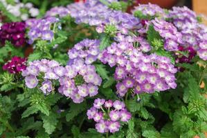 verveine mauve clair en fleurs, plantes en pot photo