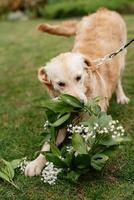 chien golden retriever à un mariage photo