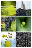 Vignoble collage-raisin-vigne