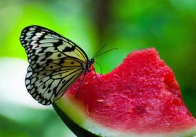 le papillon boit de l'eau d'un morceau de pastèque photo