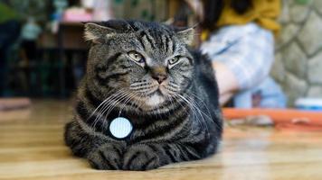 un beau chat domestique se repose dans une pièce chaude et lumineuse, un chat gris à poil court aux yeux verts regardant la caméra photo