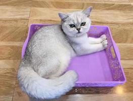 un beau chat domestique se repose dans une pièce chaude et lumineuse, un chat gris à poil court aux yeux verts regardant la caméra photo