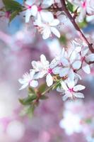 arbre fleur de cerisier
