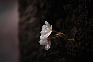 fleur de cerisier