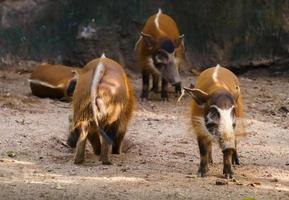 porc de la rivière rouge photo