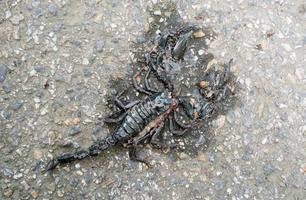 scorpion forestier géant asiatique meurt photo