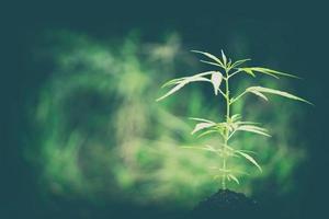 plantes de cannabis qui poussent dans le champ photo
