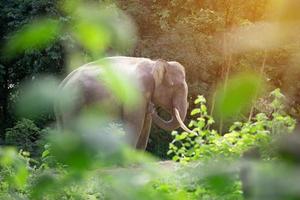 Éléphant d'Asie mâle debout derrière le buisson photo