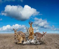 kangourou debout sur le sol photo
