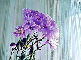 asters lilas sur fond de rideaux bleus photo