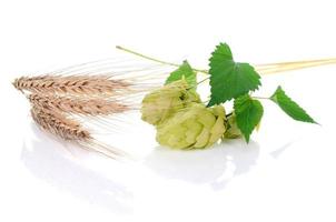 ingrédient de houblon pour la bière photo