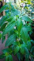 feuille de kariyat ou andrographis paniculata, phytothérapie thaïlandaise traditionnelle. photo