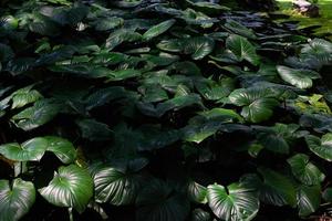 feuilles vertes tropicales dans la lumière naturelle et l'ombre avec une couleur verte et une mise au point sélective. fond de nature d'éclairage à faible touche. photo