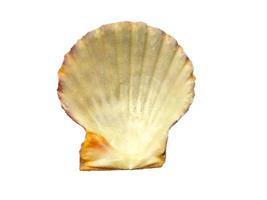 coquilles de mollusques isolés sur fond blanc. huître avec fond blanc photo