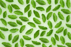 herbe verte parfumée au basilic isolée sur fond de papier peint vert. photo