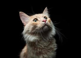 portrait d'un chat roux sur fond noir photo