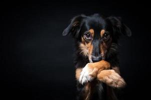 Portrait de border collie isolé sur fond noir photo