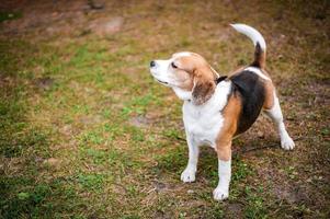 chien beagle lors d'une promenade dans le parc en automne photo