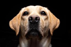 portrait d'un chien labrador retriever sur un fond noir isolé. photo