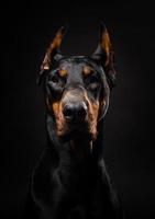 portrait d'un chien doberman sur fond noir isolé. photo