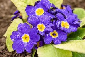 belles fleurs bleues primevère dans le jardin de la maison photo