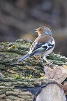 pinson debout sur un arbre mort photo