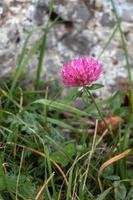 floraison de trèfle alpin sur le monte poieto en italie photo