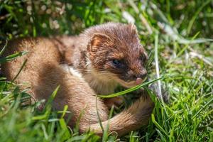 hermine recroquevillée dans l'herbe photo