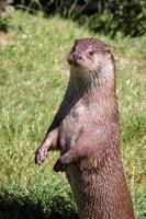 loutre eurasienne debout photo