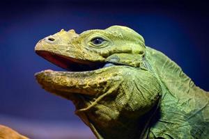 portrait d'iguane vert photo