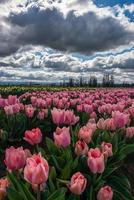 champ de tulipes printanières sous un ciel dramatique photo