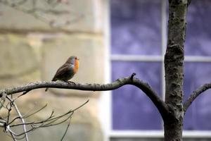 Robin chantant en hiver photo