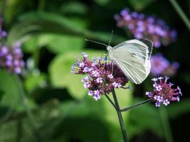 petit papillon blanc photo