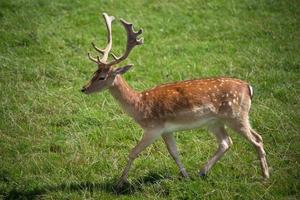 cerf sika marchant dans l'herbe photo