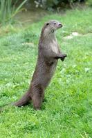 loutre eurasienne debout photo