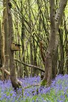 floraison des jacinthes des bois du sussex au printemps photo