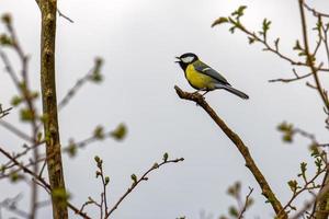 mésange charbonnière chantant photo