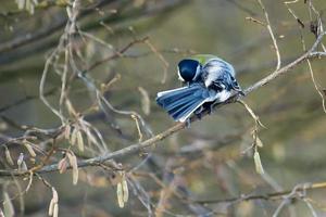 Mésange charbonnière lissant ses plumes photo