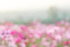 mise au point douce et sélective du cosmos, fleur floue pour le fond, plantes colorées photo