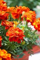 Tagetes patula souci français en fleur, fleurs jaune orangé, feuilles vertes photo