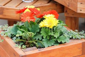 marguerite de gerbera de couleur jaune rouge floue. plante de gerbera en pot sur la table. photo