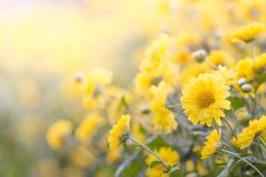 fleurs de chrysanthème jaune, chrysanthème dans le jardin. fleur floue pour le fond, plantes colorées photo