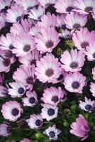 fleurs d'ostéospermum ou dimorphotheca violet clair dans le parterre de fleurs, fleurs violettes.
