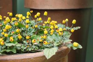 plante de cresson à fleurs fraîches, spilanthes oleracea photo