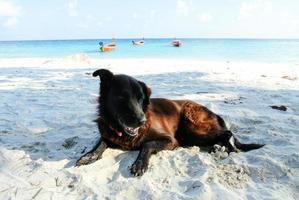 portrait de vieux chien noir sur la plage. photo