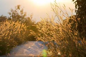 herbe floue sur fond de champ photo